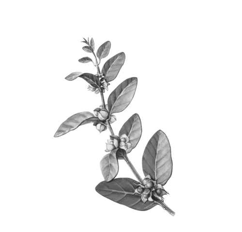 Health Benefits of Ashwagandha