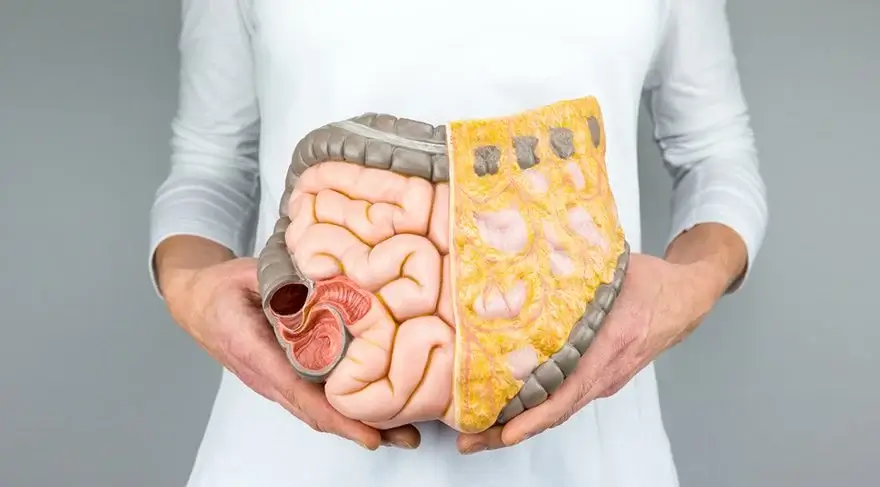 How the Intestinal Barrier Works