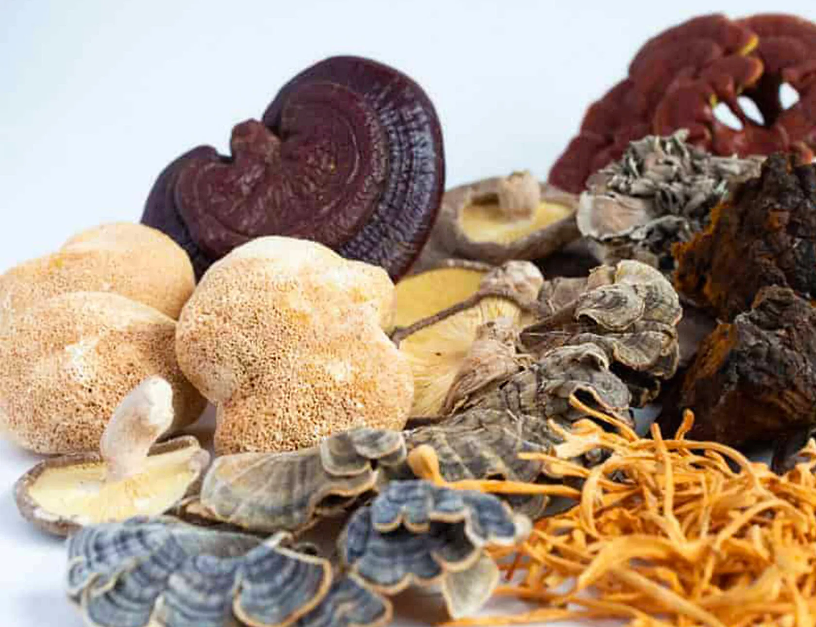 Medicinal Mushrooms