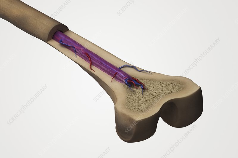 What-Diseases-Impact-Bone-Marrow