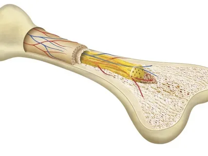 What is Bone Marrow Made of