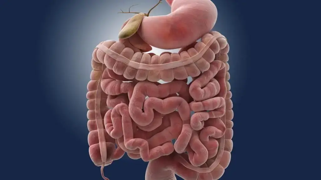What is Leaky Gut